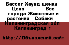 Бассет Хаунд щенки › Цена ­ 20 000 - Все города Животные и растения » Собаки   . Калининградская обл.,Калининград г.